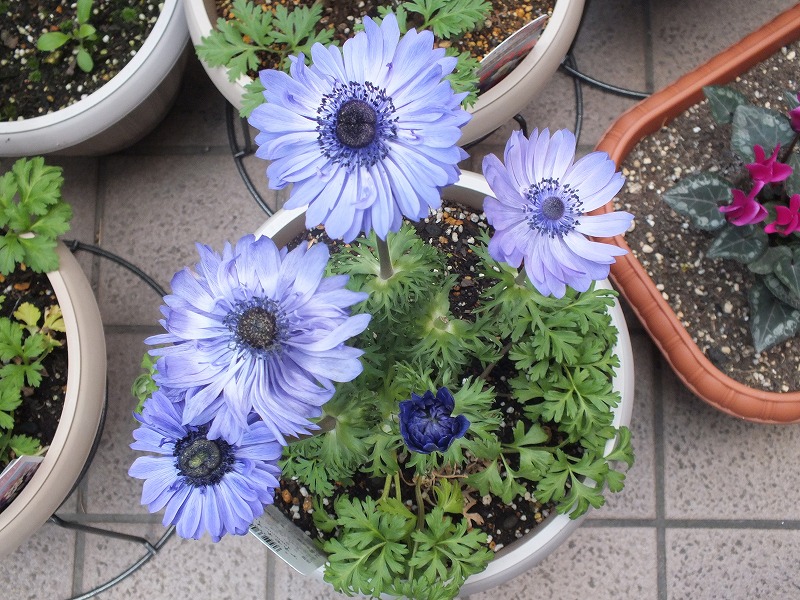 八重のアネモネオーロラの花日記 大器晩成ブログ2